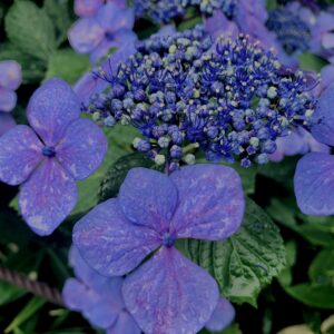 紫陽花,梅雨,アジサイ,花,テクスチャ,カラフル,花アート,フラワーアート,高幡不動,百草園,