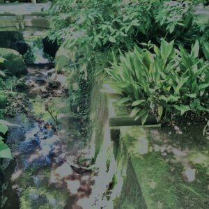 田舎道,緑,自然,草,雑草,