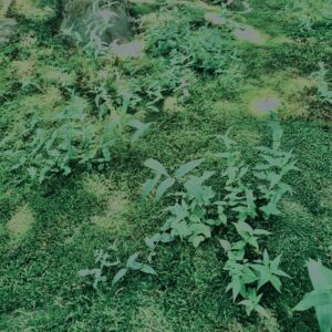 田舎道,緑,自然,草,雑草,