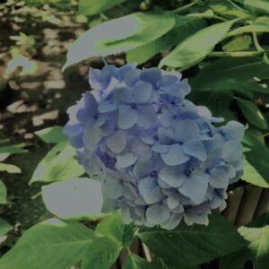 紫陽花,鎌倉,アジサイ,ハイドランジア,梅雨,花,カラフル,花アート,フラワーアート,