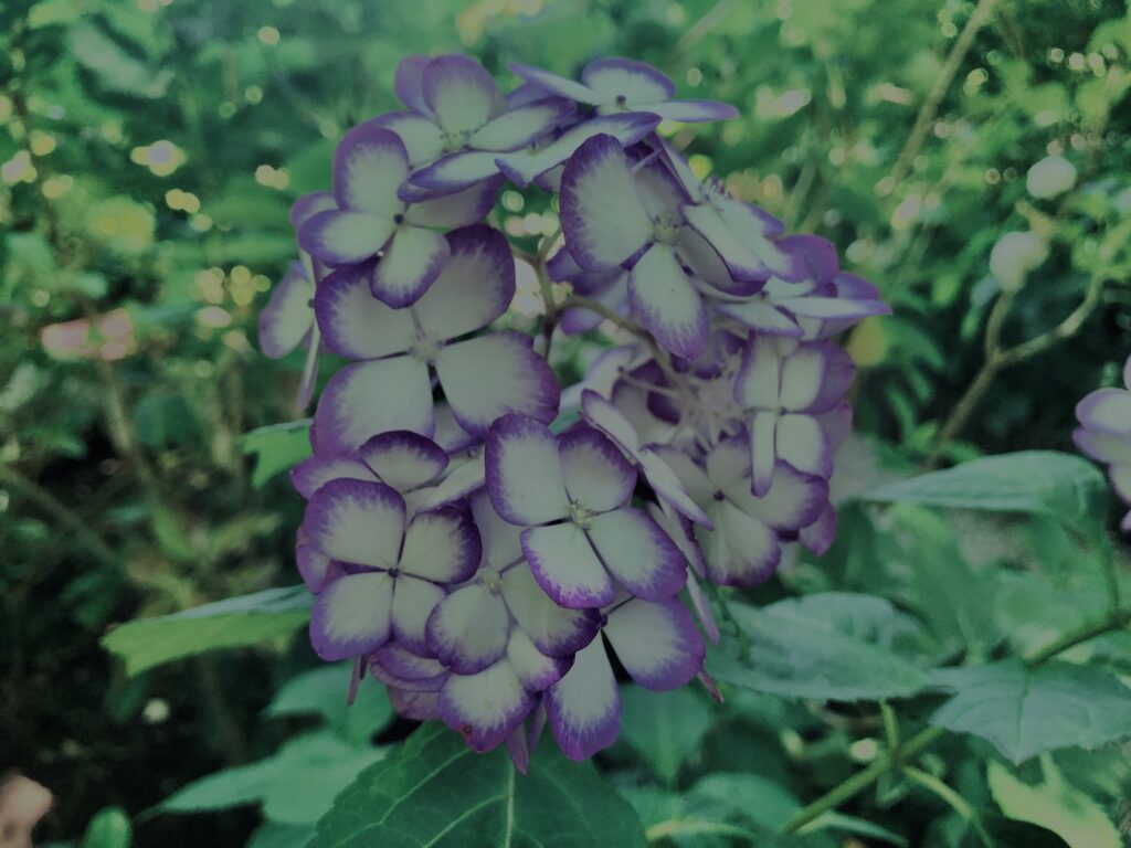 紫陽花,鎌倉,アジサイ,ハイドランジア,梅雨,花,カラフル,花アート,フラワーアート,