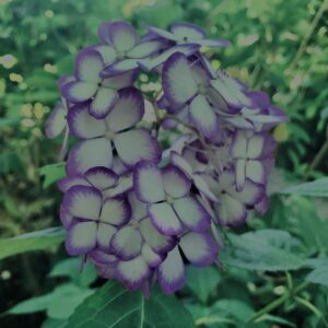 紫陽花,鎌倉,アジサイ,ハイドランジア,梅雨,花,カラフル,花アート,フラワーアート,