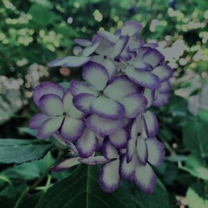紫陽花,鎌倉,アジサイ,ハイドランジア,梅雨,花,カラフル,花アート,フラワーアート,