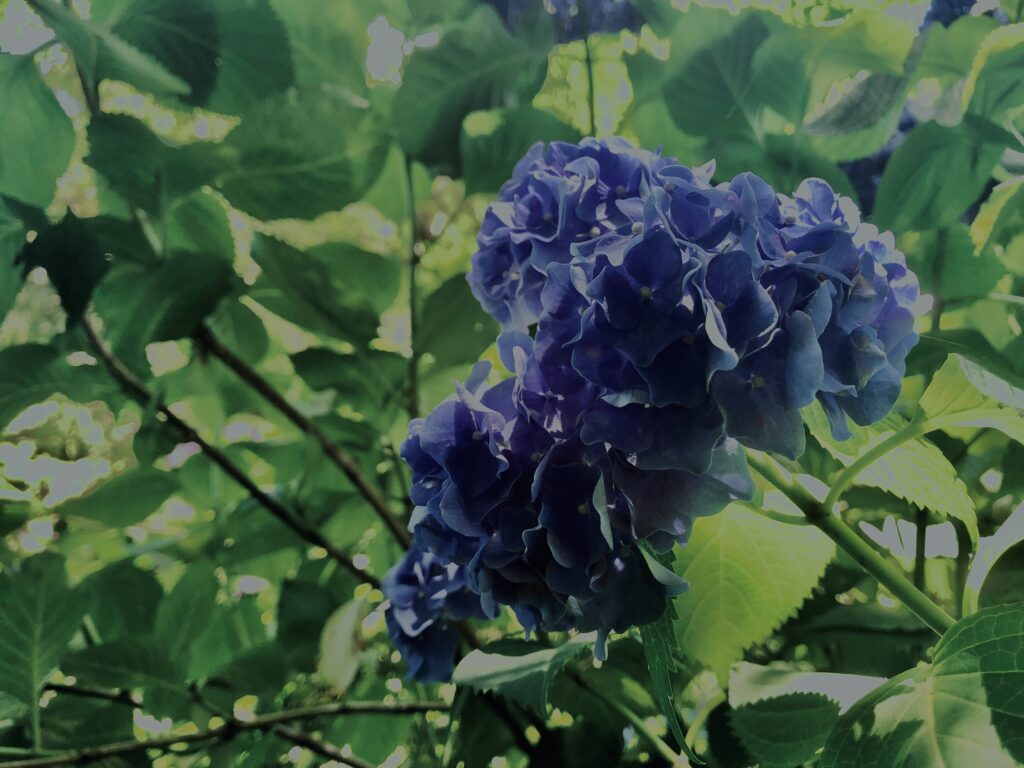 紫陽花,鎌倉,アジサイ,ハイドランジア,梅雨,花,カラフル,花アート,フラワーアート,