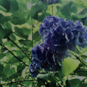 紫陽花,鎌倉,アジサイ,ハイドランジア,梅雨,花,カラフル,花アート,フラワーアート,