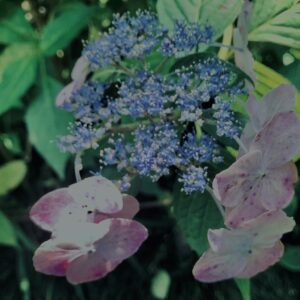 紫陽花,鎌倉,アジサイ,ハイドランジア,梅雨,花,カラフル,花アート,フラワーアート,