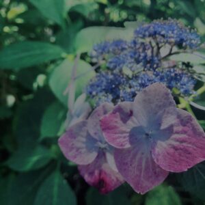 紫陽花,鎌倉,アジサイ,ハイドランジア,梅雨,花,カラフル,花アート,フラワーアート,