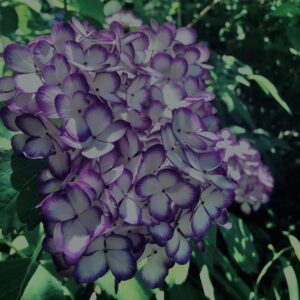 紫陽花,鎌倉,アジサイ,ハイドランジア,梅雨,花,カラフル,花アート,フラワーアート,