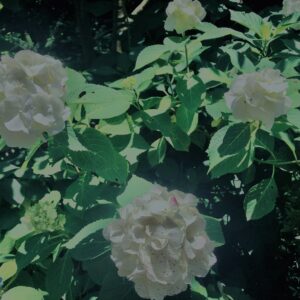 紫陽花,鎌倉,アジサイ,ハイドランジア,花,梅雨,カラフル,花アート,フラワーアート,