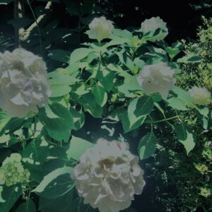 紫陽花,鎌倉,アジサイ,ハイドランジア,花,梅雨,カラフル,花アート,フラワーアート,