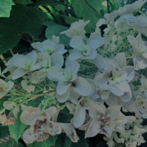 紫陽花,鎌倉,アジサイ,ハイドランジア,花,梅雨,カラフル,花アート,フラワーアート,