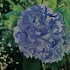 紫陽花,鎌倉,アジサイ,ハイドランジア,花,梅雨,カラフル,花アート,フラワーアート,