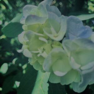紫陽花,鎌倉,アジサイ,ハイドランジア,花,梅雨,カラフル,花アート,フラワーアート,