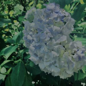 紫陽花,鎌倉,アジサイ,ハイドランジア,花,梅雨,カラフル,花アート,フラワーアート,