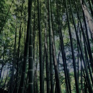竹林,竹,竹やぶ,鎌倉,林,裏山,