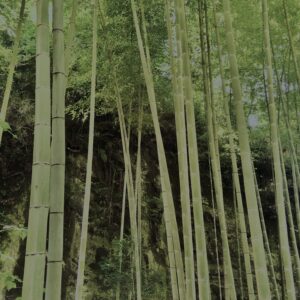 竹林,竹,竹やぶ,鎌倉,林,裏山,