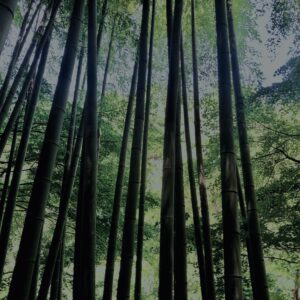 竹林,竹,竹やぶ,鎌倉,林,裏山,