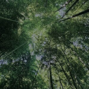 竹林,竹,竹やぶ,鎌倉,林,裏山,