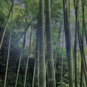 竹林,竹,竹やぶ,鎌倉,林,裏山,