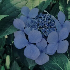 紫陽花,鎌倉,アジサイ,ハイドランジア,花,梅雨,カラフル,花アート,フラワーアート,