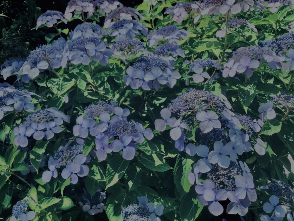紫陽花,鎌倉,アジサイ,ハイドランジア,花,梅雨,カラフル,花アート,フラワーアート,