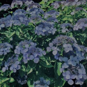 紫陽花,鎌倉,アジサイ,ハイドランジア,花,梅雨,カラフル,花アート,フラワーアート,