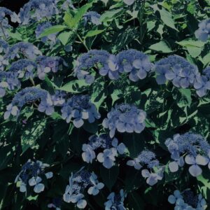 紫陽花,鎌倉,アジサイ,ハイドランジア,花,梅雨,カラフル,花アート,フラワーアート,