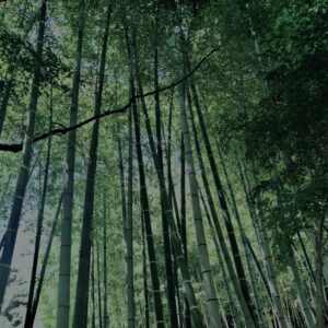 竹林,竹,竹やぶ,鎌倉,林,裏山,