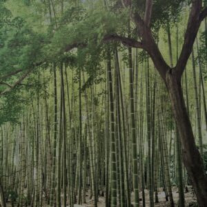 竹林,竹,竹やぶ,鎌倉,林,裏山,