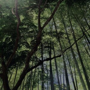 竹林,竹,竹やぶ,鎌倉,林,裏山,