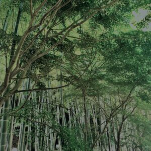 竹林,竹,竹やぶ,鎌倉,林,裏山,