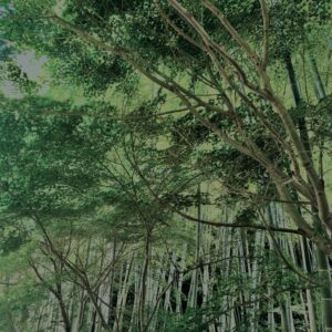 竹林,竹,竹やぶ,鎌倉,林,裏山,