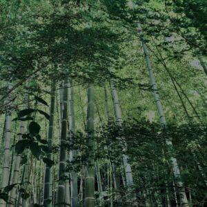 竹林,竹,竹やぶ,鎌倉,林,裏山,