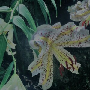 ヤマユリ,花びら,野草, 田舎, 花壇,