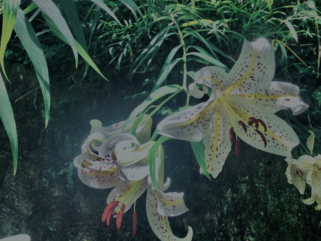 ヤマユリ,花びら,野草, 田舎, 花壇,