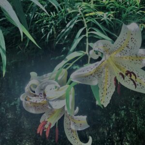 ヤマユリ,花びら,野草, 田舎, 花壇,