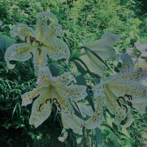 ヤマユリ,花びら,野草, 田舎, 花壇,