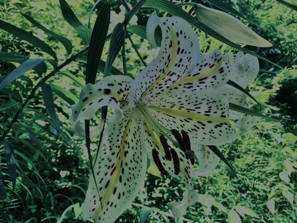 ヤマユリ,花びら,野草, 田舎, 花壇,
