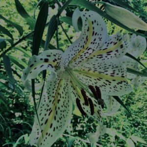 ヤマユリ,花びら,野草, 田舎, 花壇,
