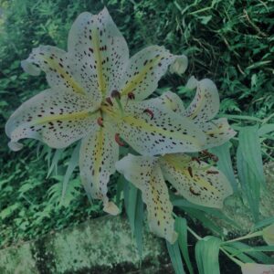 ヤマユリ,花びら,野草, 田舎, 花壇,