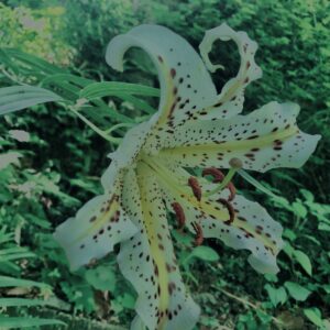 ヤマユリ,花びら,野草, 田舎, 花壇,