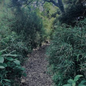 山道,ハイキング,トレッキング,林,登山,