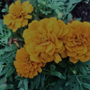 マリーゴールド,花びら,カラフル, 花壇, 花畑,