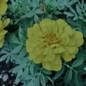 マリーゴールド,花びら,カラフル, 花壇, 花畑,