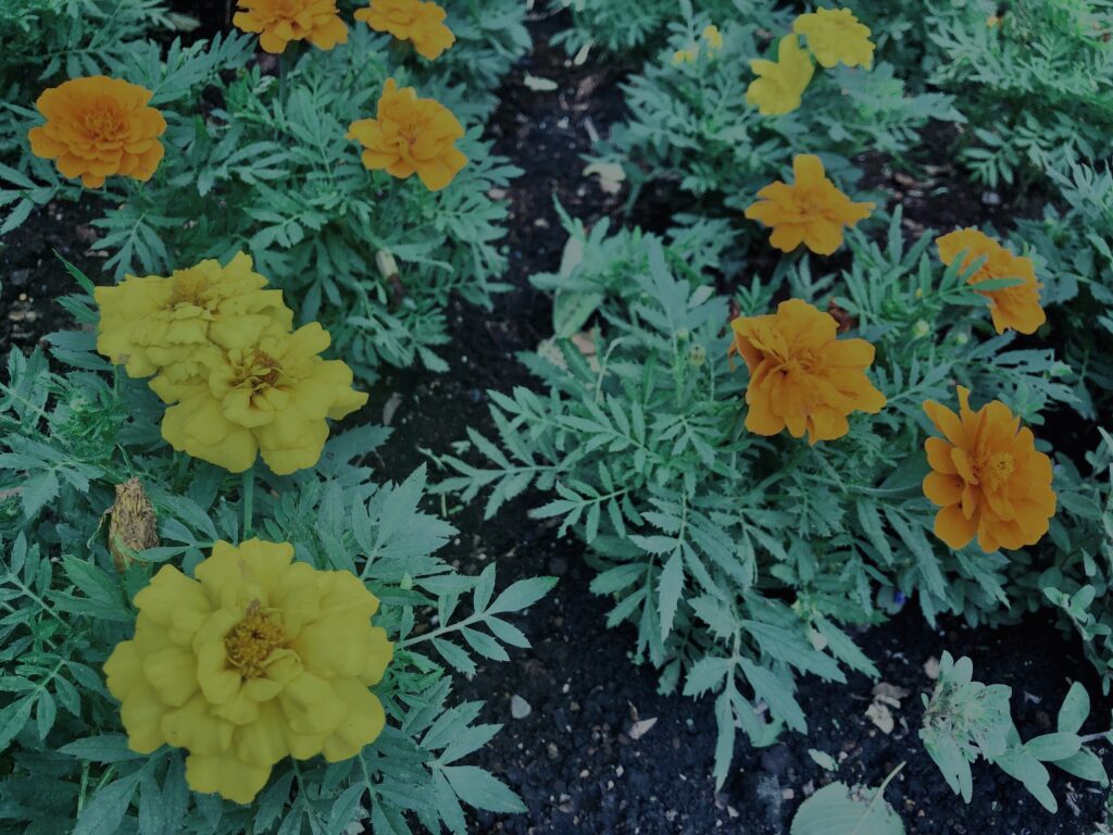マリーゴールド,花びら,カラフル, 花壇, 花畑,