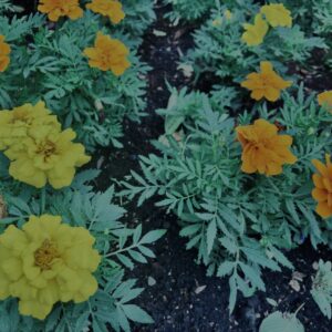 マリーゴールド,花びら,カラフル, 花壇, 花畑,