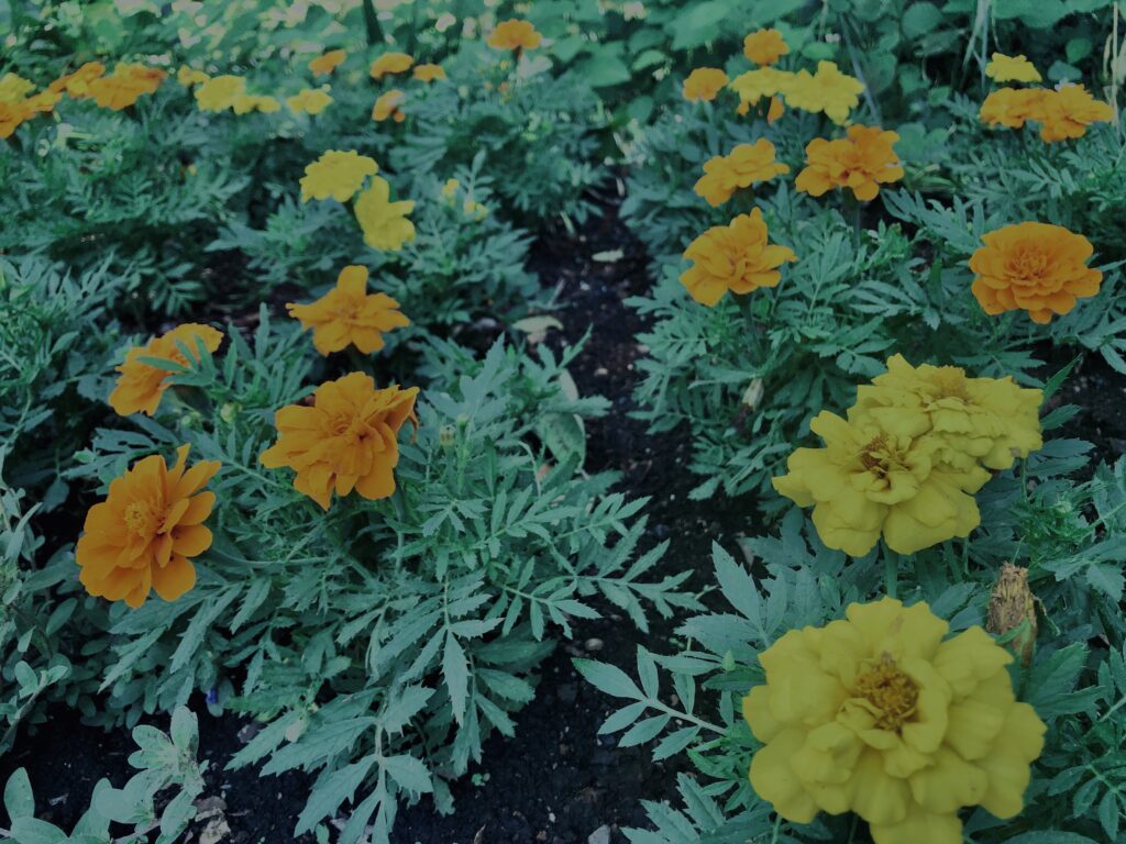 マリーゴールド,花びら,カラフル, 花壇, 花畑,