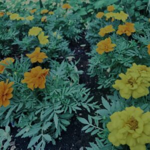 マリーゴールド,花びら,カラフル, 花壇, 花畑,