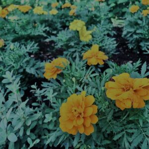 マリーゴールド,花びら,カラフル, 花壇, 花畑,