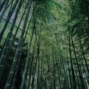 竹林,竹,竹やぶ,林,裏山,